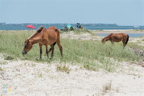 Shackleford Banks Wild Horses - CrystalCoast.com