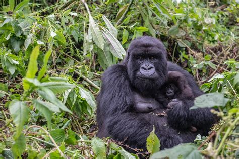 Short Rwanda Gorilla Trekking Tour (Ultimate 2021) Packages