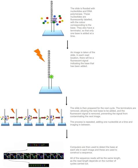 Illumina sequencing | Functional genomics II