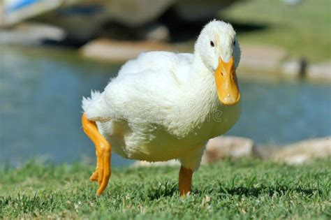 Running duck stock image. Image of pekin, stride, feet - 42185589