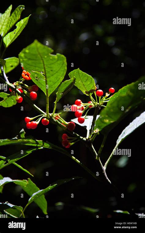 Eco Tours Costa Rica Stock Photo - Alamy