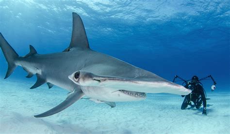 Sea Wonder: Hammerhead Shark | National Marine Sanctuary Foundation