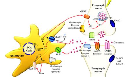 Glutamate metabolism in neuronal cell and astrocyte. | Download ...