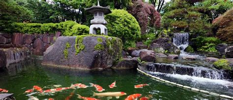 Japanese Koi Farm Information - Hydrosphere Water Gardens