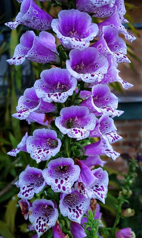 Foxglove ~ Dreamy Nature