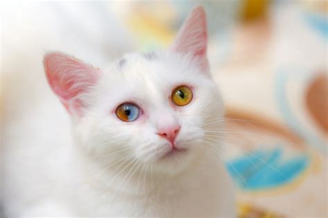 Rare Van cat with two colors in one eye excites researchers | Daily Sabah