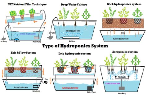 6 Type of DIY Hydroponic Systems and their Growing Media