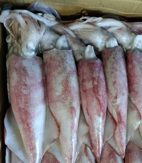 Frozen Loligo Squid Whole Round by Eseafood Exports. Supplier from ...