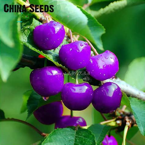 Hot Sell 20 Pcs Rare Red Purple Pink Black Cherry Seeds Fruit Seeds ...