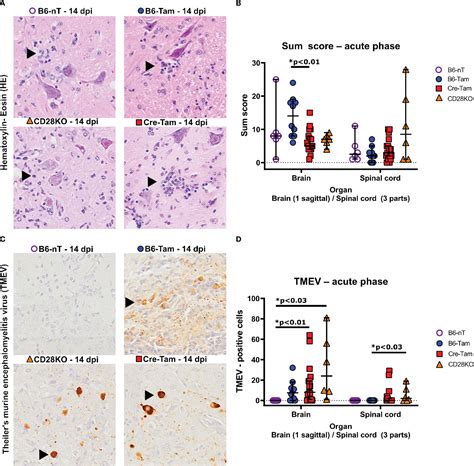 CD28-signaling can be partially compensated in CD28-knockout mice but ...