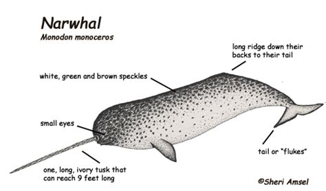 A Diagram of a Narwhal! - Narwhals Photo (23224154) - Fanpop