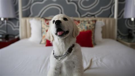 10 of the Best Pet-Friendly Hotel Chains in the US - The Family ...