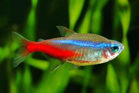 15 Best Neon Tetra Tank Mates - FishLab