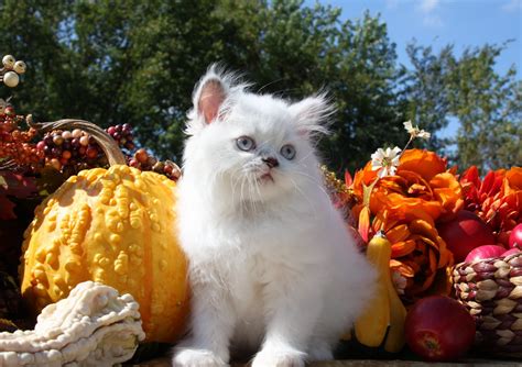 Himalayan Kittens | Himalayan Kittens For Sale | Himalayan Cats