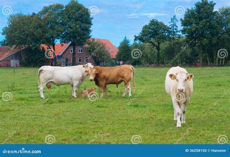 Limousine cows stock photo. Image of plain, leather, nature - 36258150