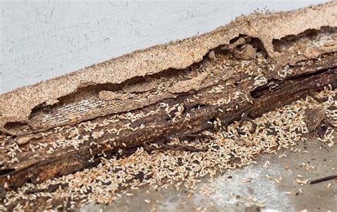 Blog - Protecting Your Roanoke Home Against Destructive Termites