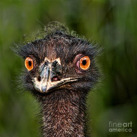 funny Emu Photograph by Joerg Lingnau