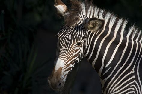 Israbi: Plains Zebra Zebras Habitat