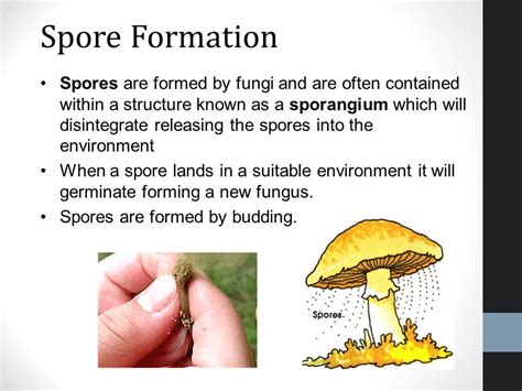 NCERT Class VII Science Solutions: Chapter 12 Reproduction in Plants ...