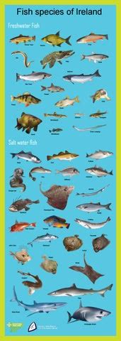 Fish species in Ireland Poster by Scouting Ireland - Issuu