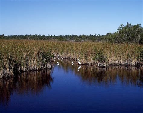 Download free photo of Everglades,water,wildlife,egrets,birds - from ...