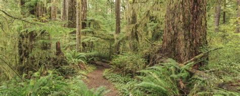 Day Hiking Adventures Of The Olympic National Forest - Washington INNsiders