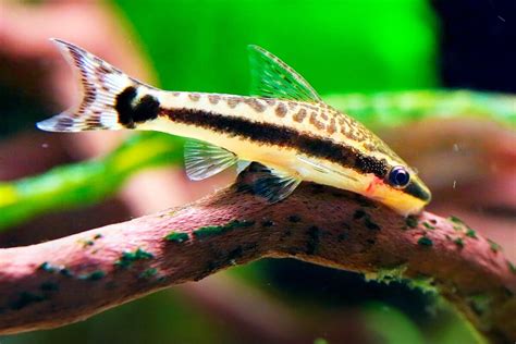 OTOCINCLUS DWARF CATFISH TROPICAL FISH ALGAE EATER AQUARIUM TANK OTTO ...