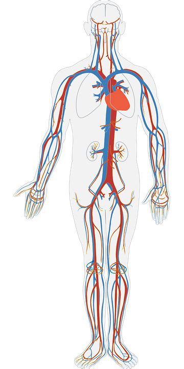 Human Body Circulatory System · Free vector graphic on Pixabay