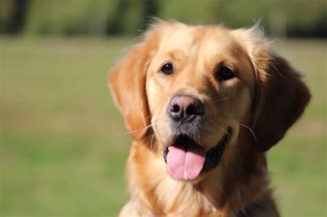 Breed focus - Golden Retriever - Dogs for the Disabled