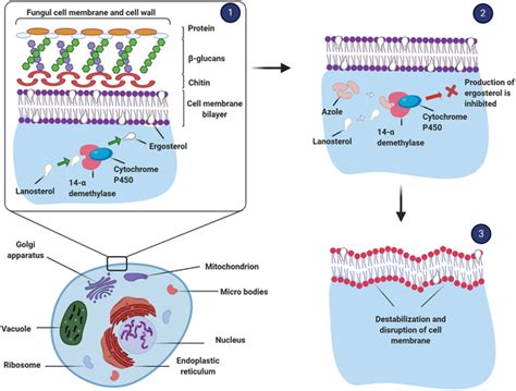 The mechanism of action of azole group antifungal agents: 1) inhibition ...