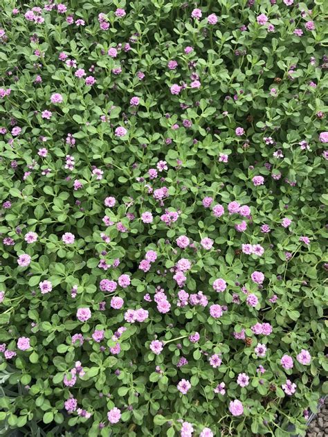 Kurapia Pink - Drought Tolerant Ground Cover with Pink Flowering