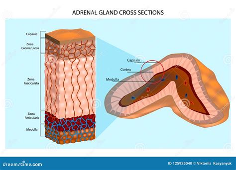 Internal Structure Of The Adrenal Gland Showing The Cortical Layers And ...