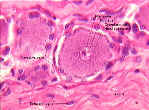 Histology Doodles: Sympathetic ganglion, H&E