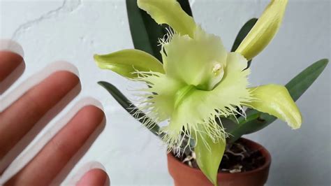 Top 48+ orquidea brassavola digbyana - Abzlocal.mx