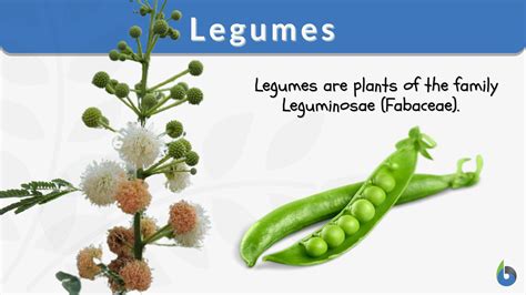 Legume Fruit