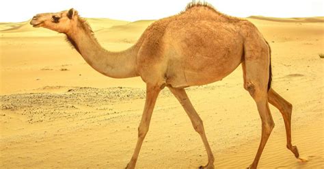 The 10 Most Amazing Desert Animals - IMP WORLD