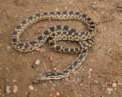 Great Basin Gopher Snake | Utah's Hogle Zoo