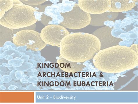 Archaebacteria Kingdom Organisms