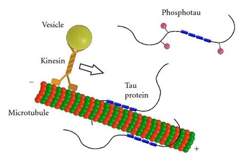 Normal function of tau protein. Tau protein stabilizes microtubules ...