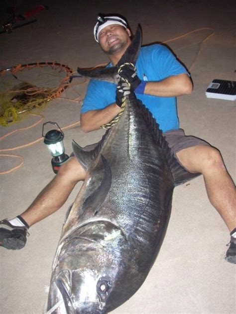 International Fishing News: JAPAN: world record size giant trevally