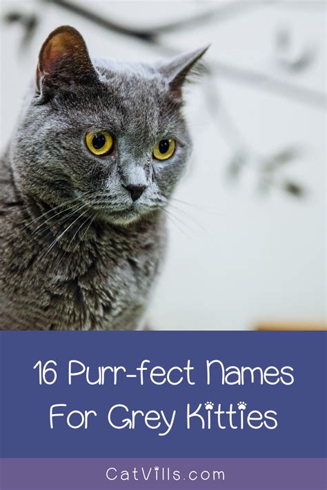 Unique and Creative Grey Cat Names That Reflect Their Mysterious Beauty ...