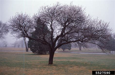 cherry plum (Prunus cerasifera Ehrh.)