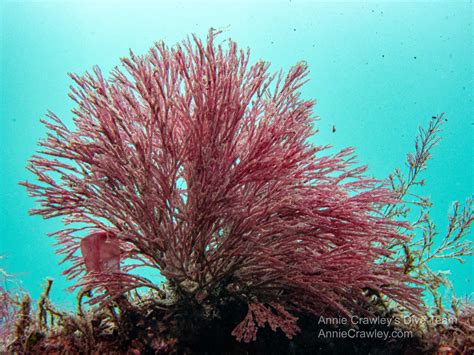 Red Algae Rhodophyta