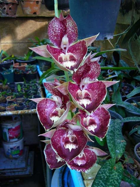 Catasetum hybrid