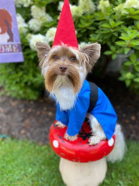 Custom Made/order for Garden Gnome Dog Halloween Costume for - Etsy