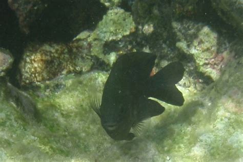 The Longfin Damselfish - Whats That Fish!