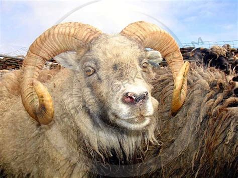 North Ronaldsay Sheep — Spirit of Orkney