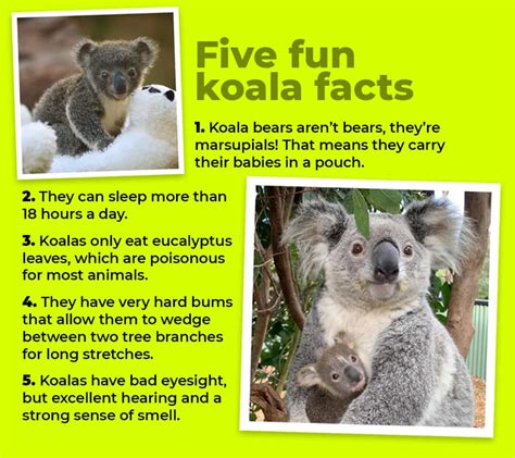 WATCH — Koala babies spark hope following bushfires | videoclip | Kids News