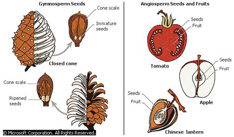 Angiosperm Vs Gymnosperm Leaves