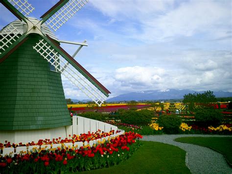 The Road Goes On Forever...: Tulip festival in Mount Vernon, WA